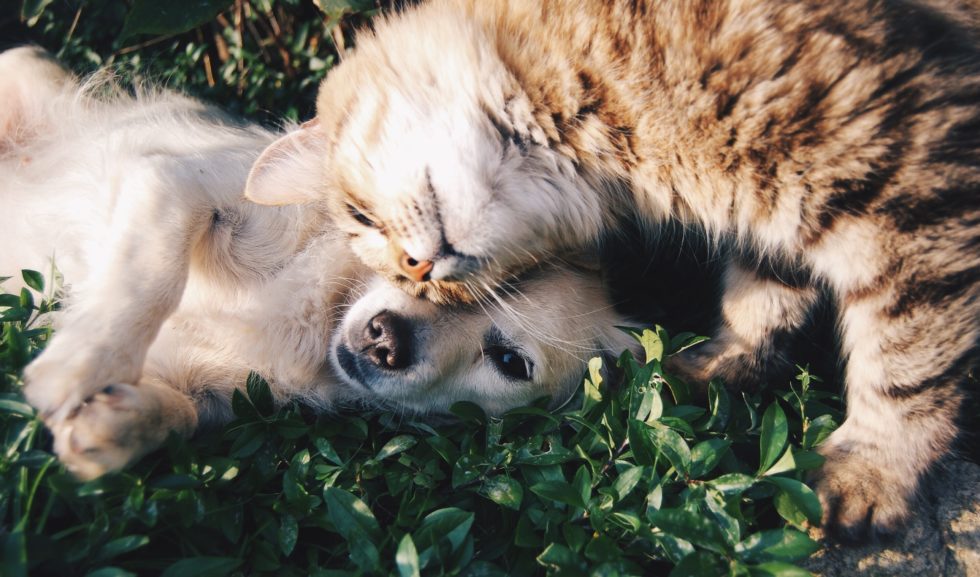 Western Skies Veterinary - In Home Pet Euthanasia | Blog