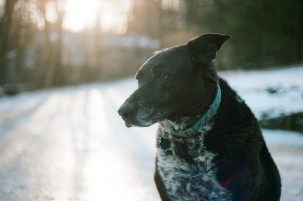 Western Skies Veterinary - In Home Pet Euthanasia | Blog