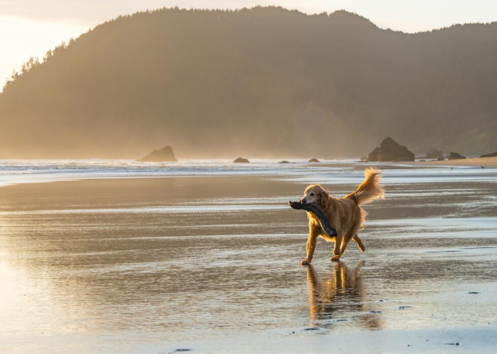 Western Skies Veterinary - In Home Pet Euthanasia | Blog
