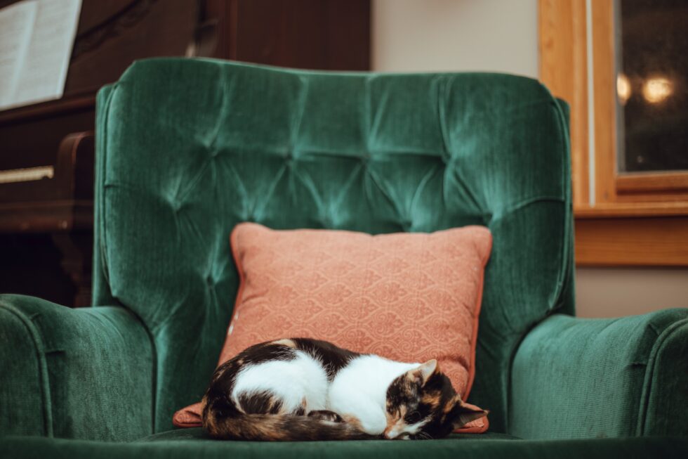 Western Skies Veterinary - In Home Pet Euthanasia | Blog