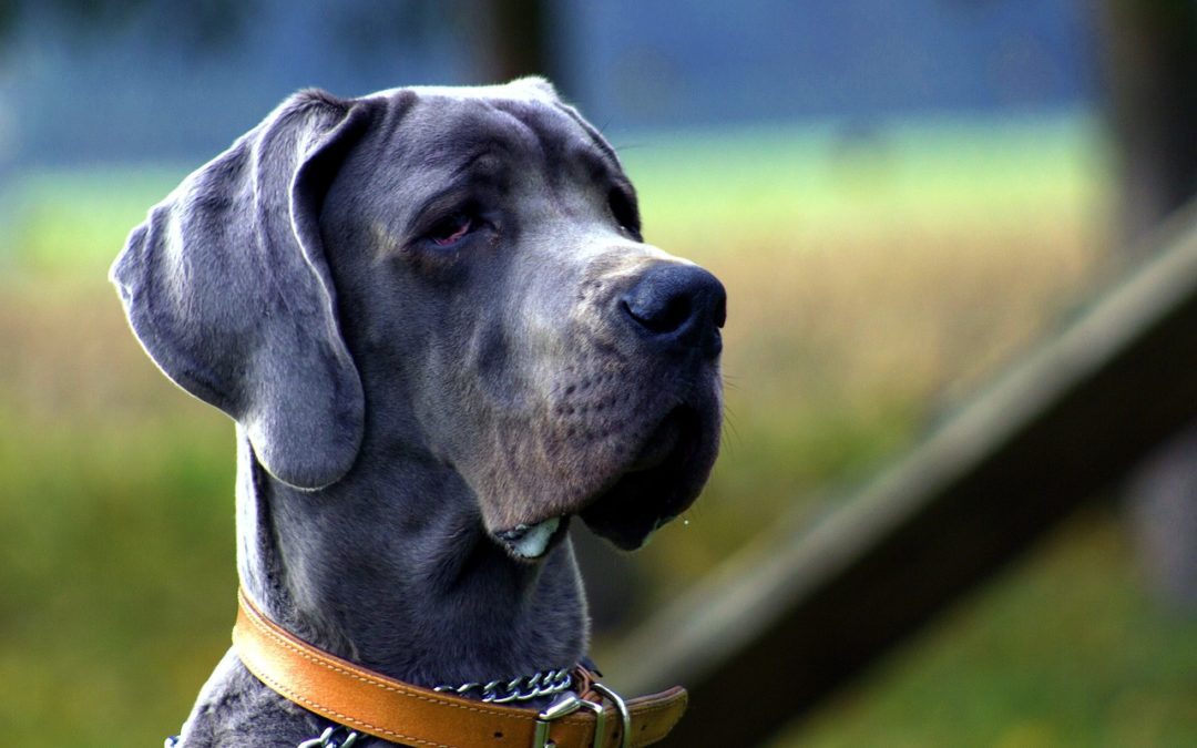 Western Skies Veterinary - In Home Pet Euthanasia | Blog