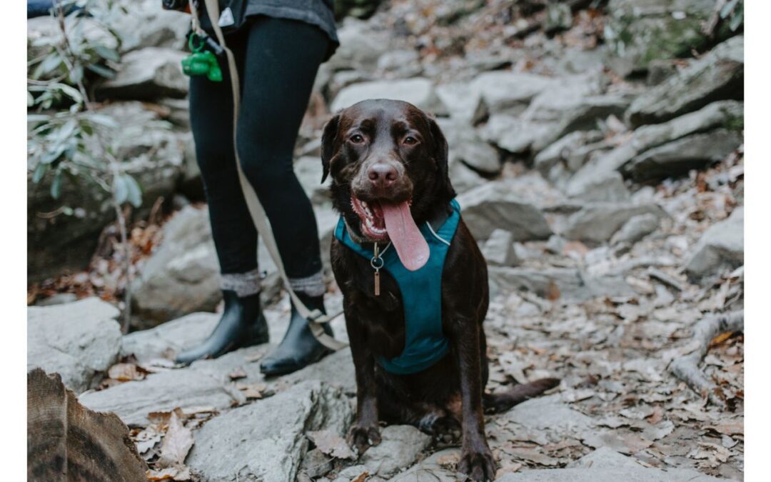 Western Skies Veterinary - In Home Pet Euthanasia | Blog