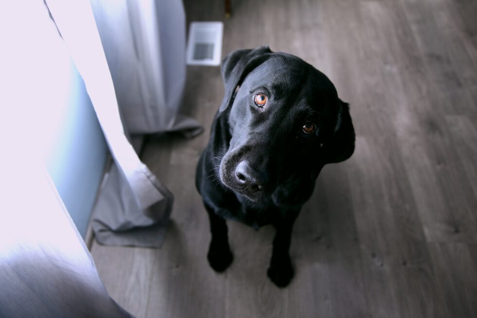Western Skies Veterinary - In Home Pet Euthanasia | Blog