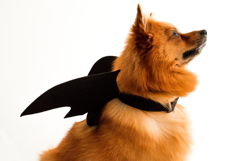 Western Skies Veterinary - In Home Pet Euthanasia | Blog
