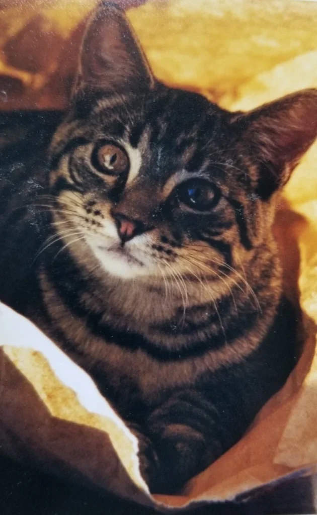 Western Skies Veterinary - In Home Pet Euthanasia|Memorials