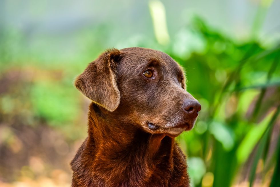 Western Skies Veterinary - In Home Pet Euthanasia | Blog