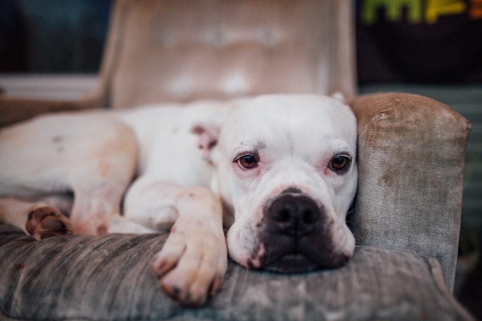 Western Skies Veterinary - In Home Pet Euthanasia | Blog