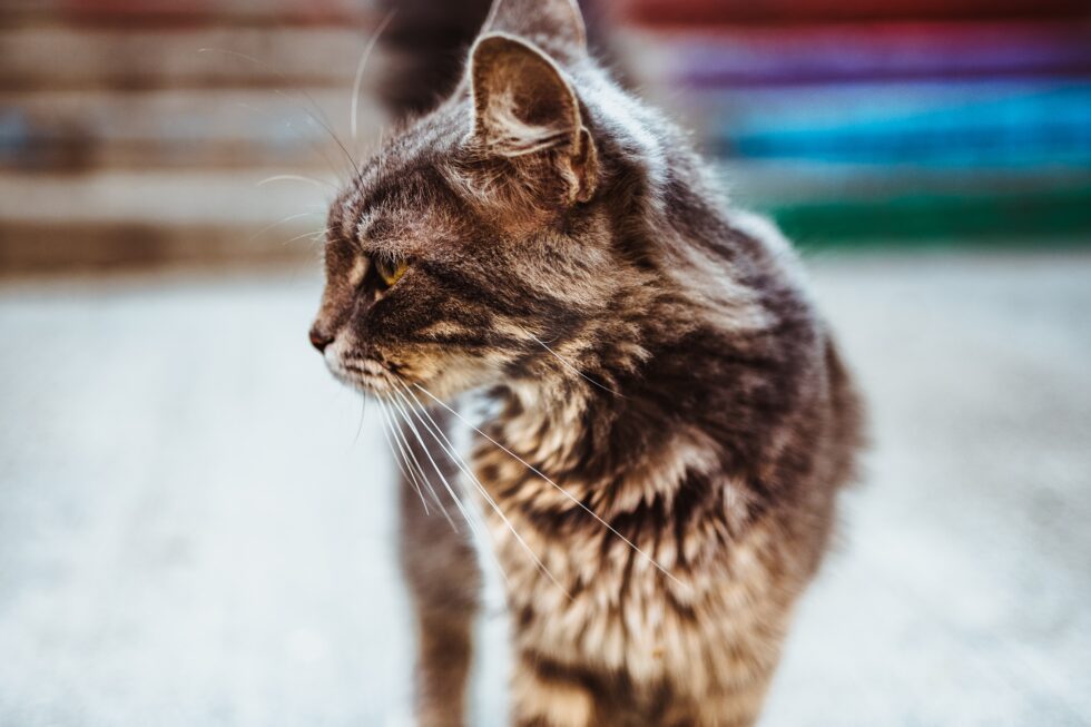 Western Skies Veterinary - In Home Pet Euthanasia | Blog