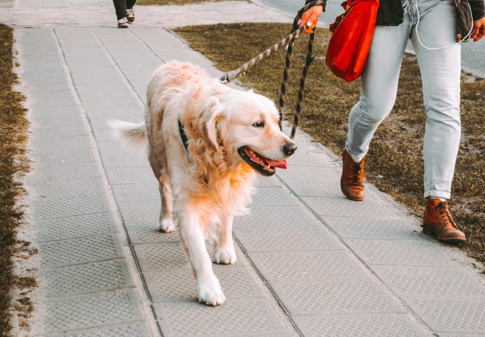 Western Skies Veterinary - In Home Pet Euthanasia | Blog