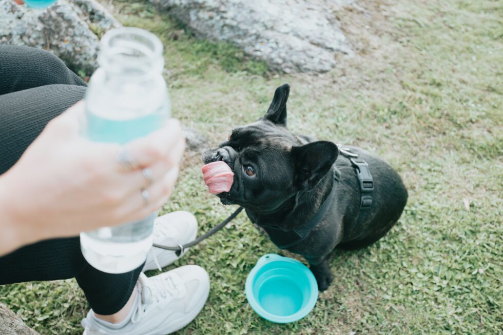 Western Skies Veterinary - In Home Pet Euthanasia | Blog