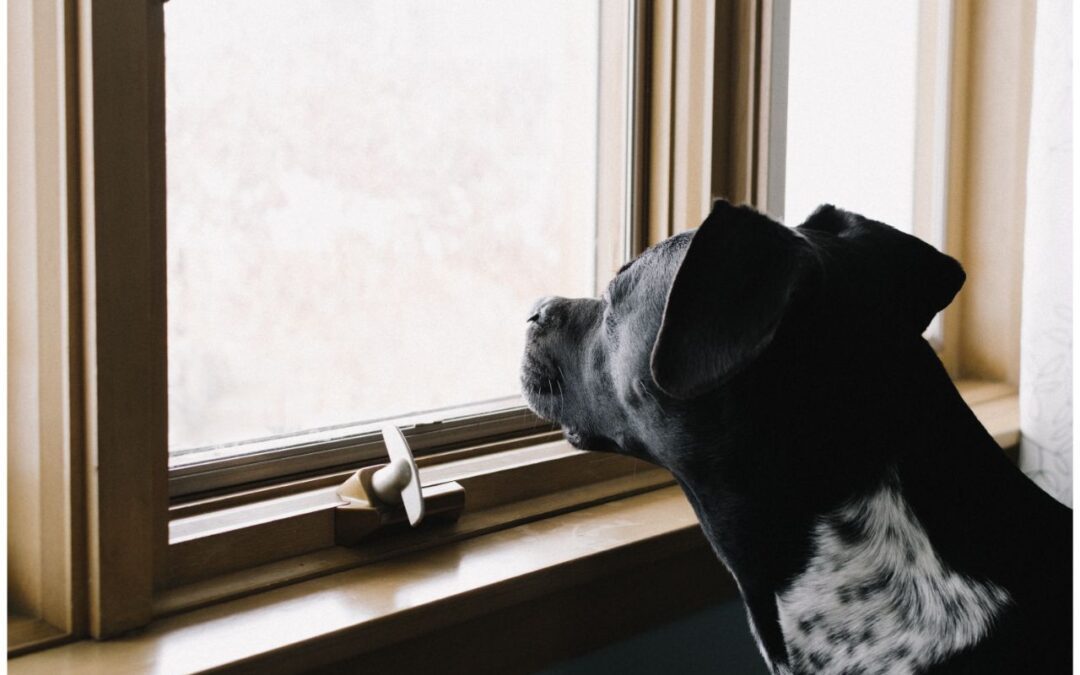 Western Skies Veterinary - In Home Pet Euthanasia | Blog