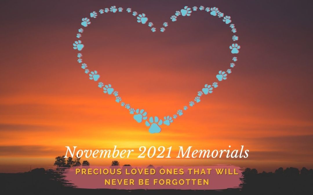 Western Skies Veterinary - In Home Pet Euthanasia | Memorials Archive