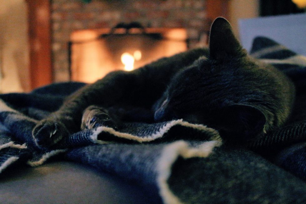 Western Skies Veterinary - In Home Pet Euthanasia | Blog