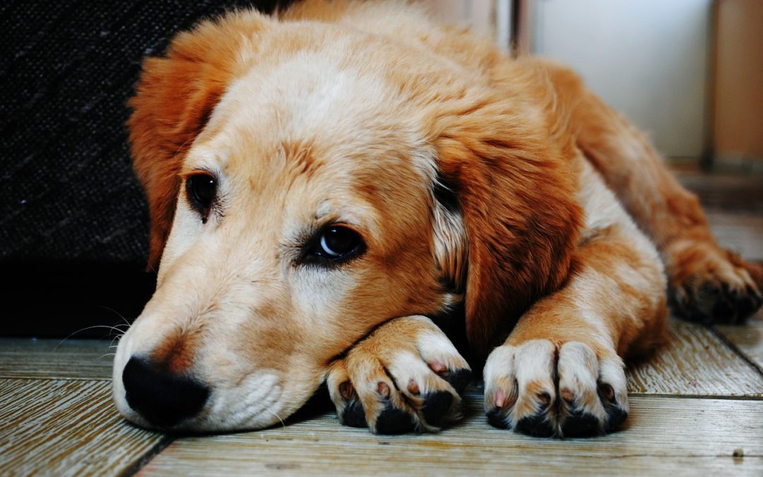 Western Skies Veterinary - In Home Pet Euthanasia | Blog