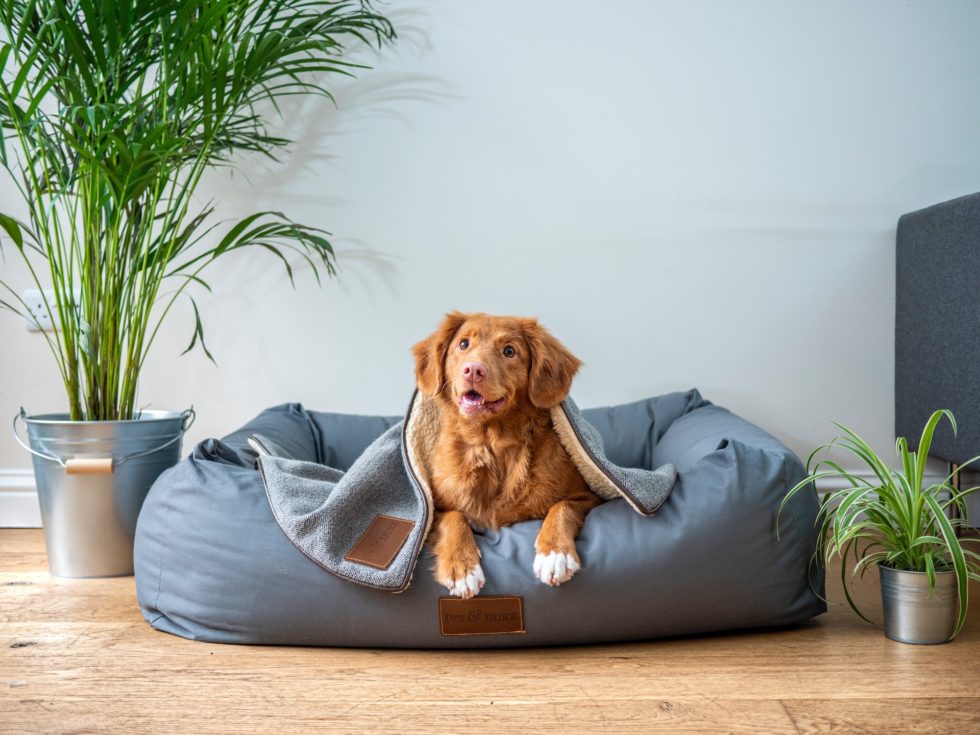 Western Skies Veterinary - In Home Pet Euthanasia | Blog