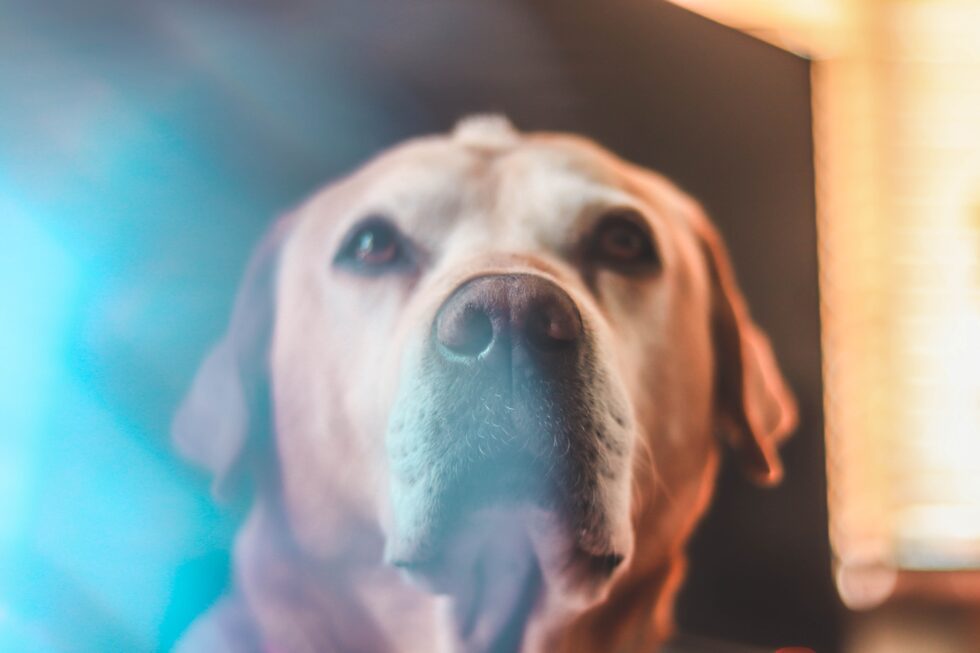Western Skies Veterinary - In Home Pet Euthanasia | Blog