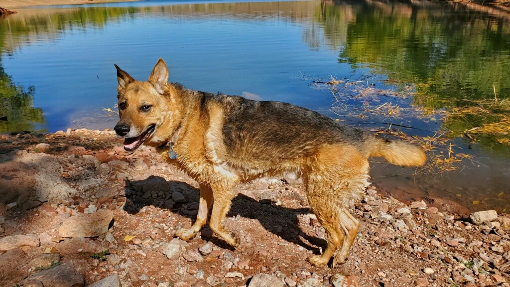 Western Skies Veterinary - In Home Pet Euthanasia|Memorials