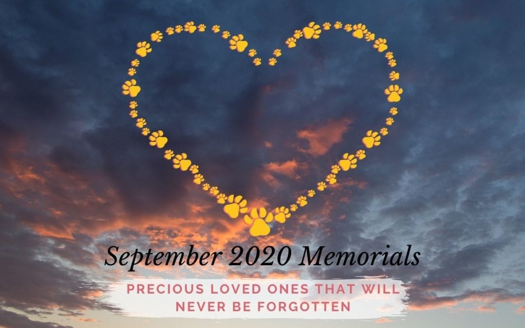 Western Skies Veterinary - In Home Pet Euthanasia | Memorials Archive