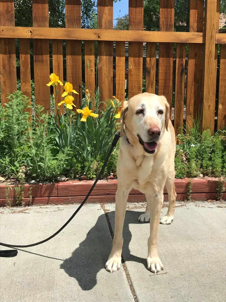 Western Skies Veterinary - In Home Pet Euthanasia|Memorials