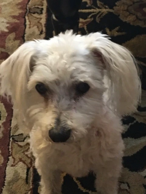 Western Skies Veterinary - In Home Pet Euthanasia|Memorials