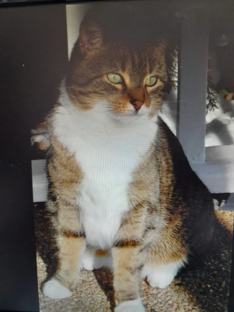 Western Skies Veterinary - In Home Pet Euthanasia|Memorials