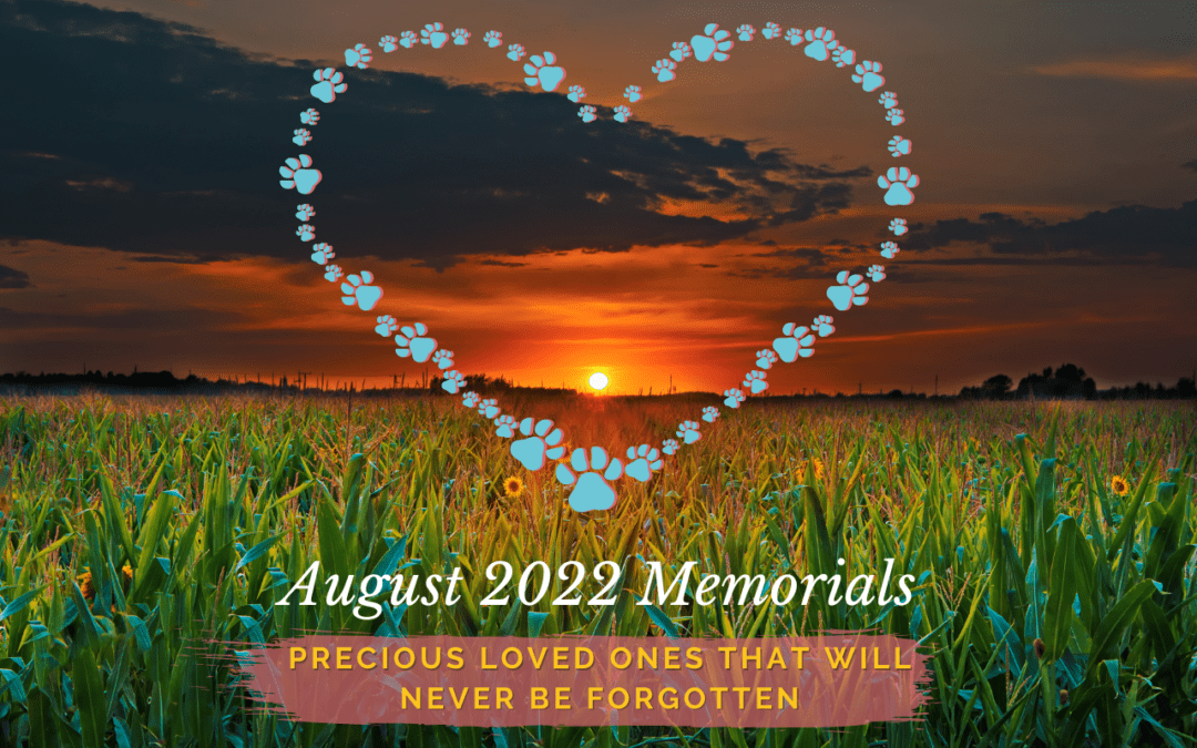 Western Skies Veterinary - In Home Pet Euthanasia | Memorials Archive