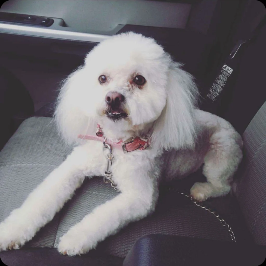Western Skies Veterinary - In Home Pet Euthanasia|Memorials