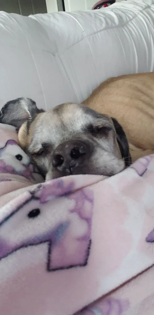 Western Skies Veterinary - In Home Pet Euthanasia|Memorials