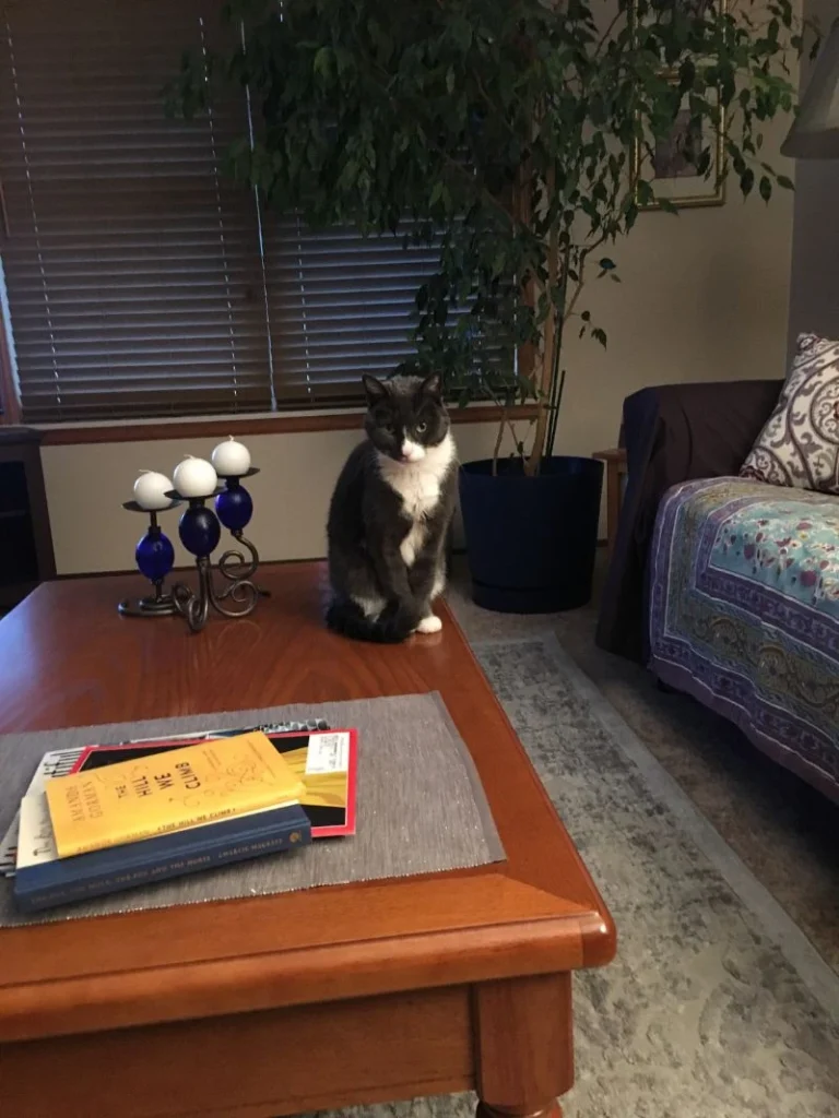 Western Skies Veterinary - In Home Pet Euthanasia|Memorials