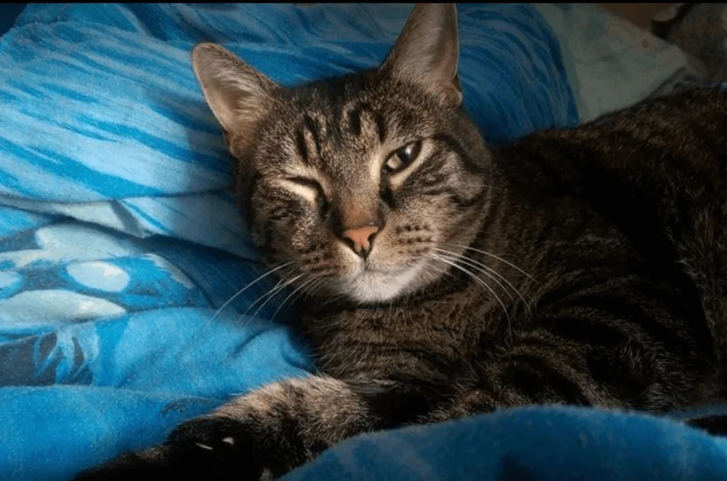 Western Skies Veterinary - In Home Pet Euthanasia|Memorials