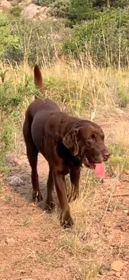 Western Skies Veterinary - In Home Pet Euthanasia|Memorials