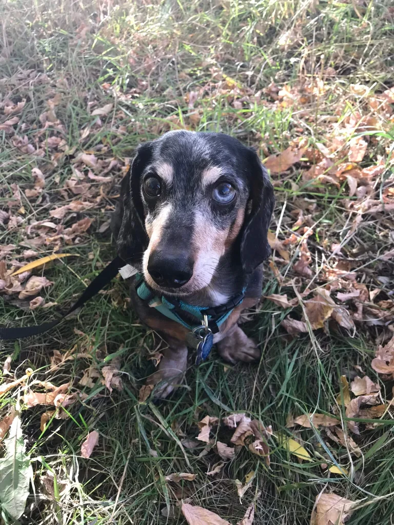 Western Skies Veterinary - In Home Pet Euthanasia|Memorials