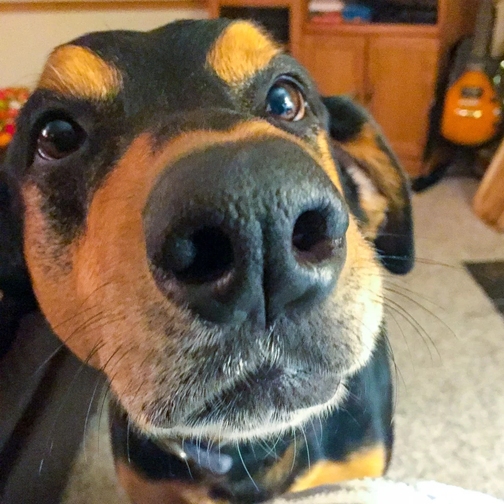 Western Skies Veterinary - In Home Pet Euthanasia|Memorials