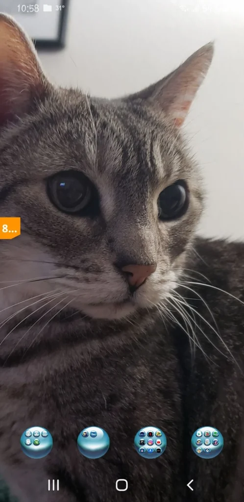 Western Skies Veterinary - In Home Pet Euthanasia|Memorials