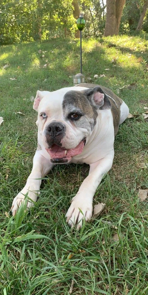 Western Skies Veterinary - In Home Pet Euthanasia|Memorials