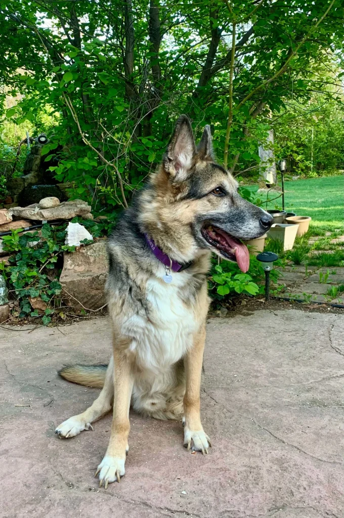 Western Skies Veterinary - In Home Pet Euthanasia|Memorials