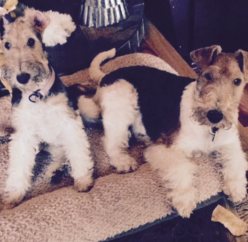 Western Skies Veterinary - In Home Pet Euthanasia|Memorials