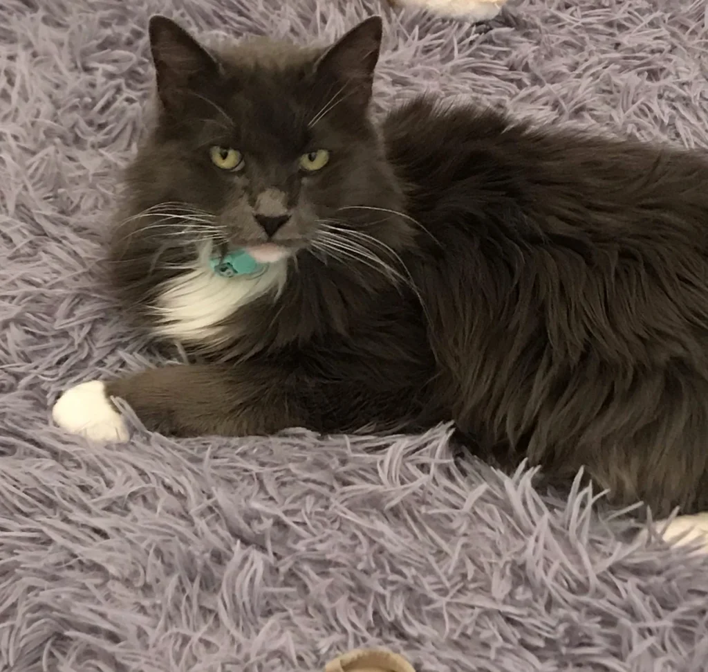 Western Skies Veterinary - In Home Pet Euthanasia|Memorials