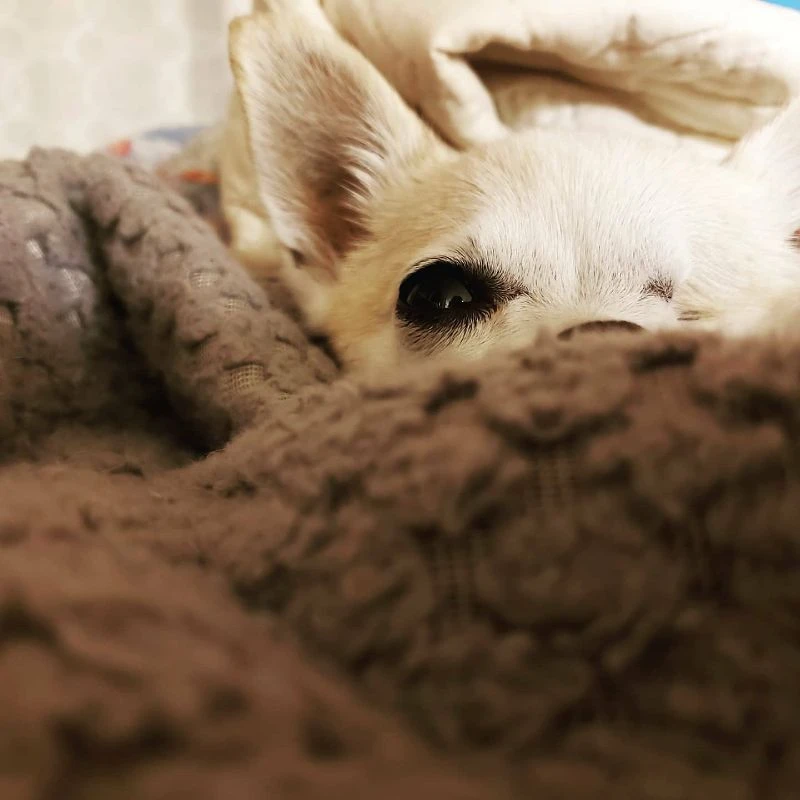 Western Skies Veterinary - In Home Pet Euthanasia|Memorials