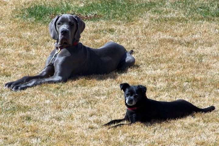 Western Skies Veterinary - In Home Pet Euthanasia|Memorials