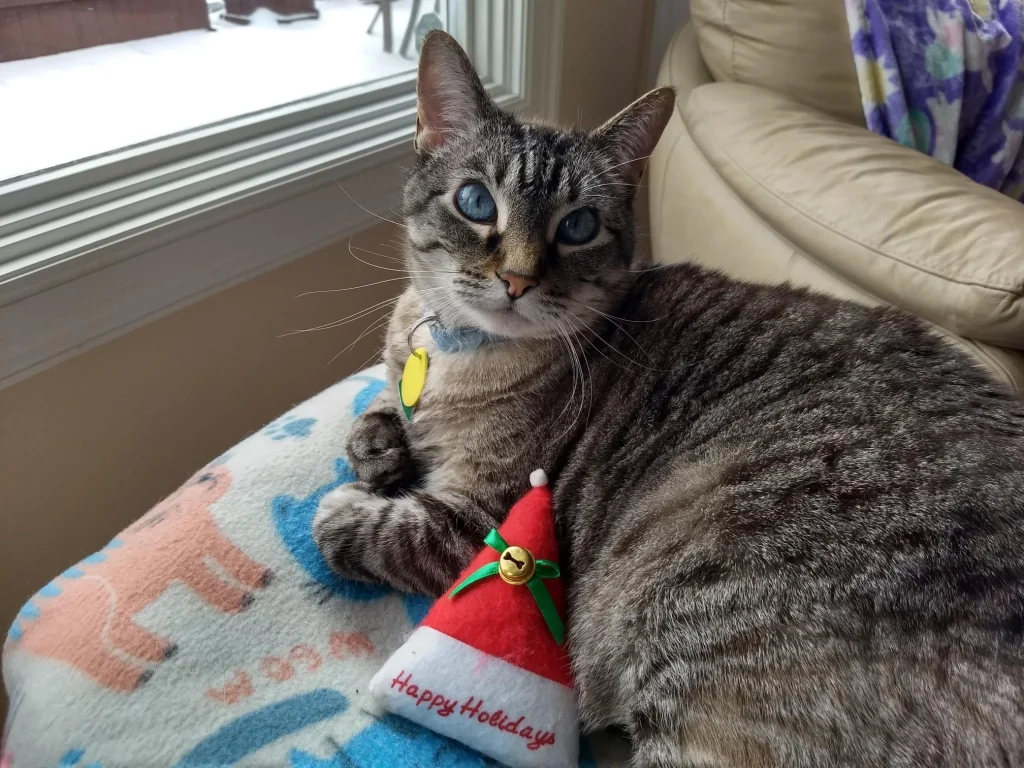Western Skies Veterinary - In Home Pet Euthanasia|Memorials