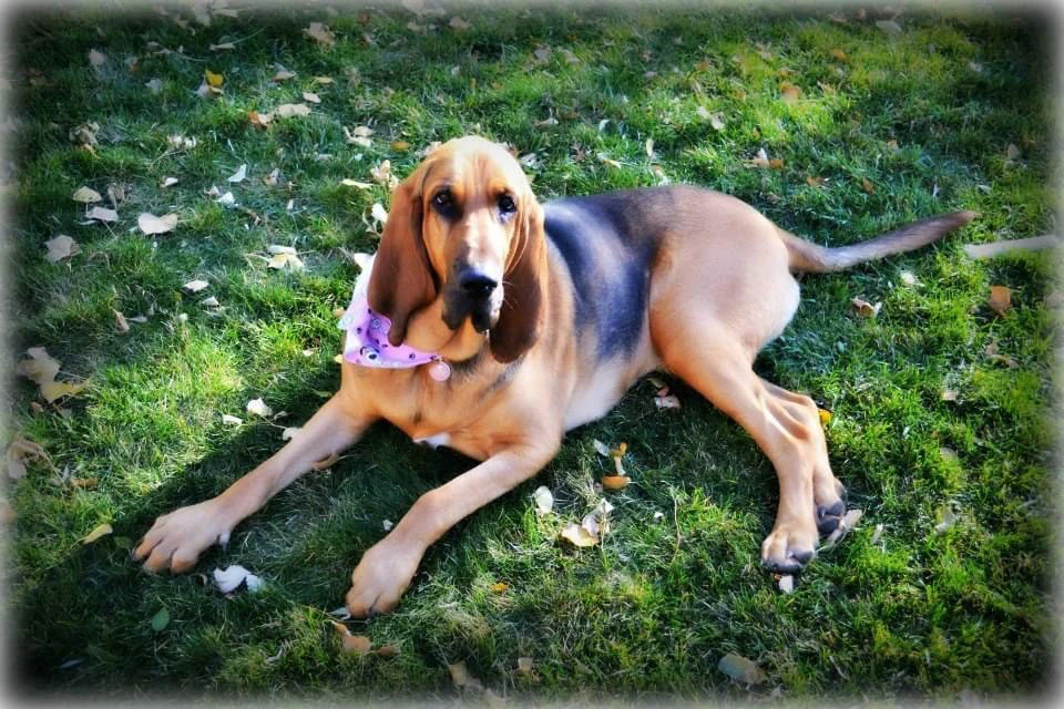 Western Skies Veterinary - In Home Pet Euthanasia|Memorials