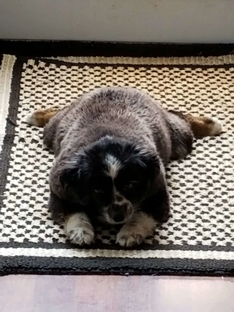 Western Skies Veterinary - In Home Pet Euthanasia|Memorials