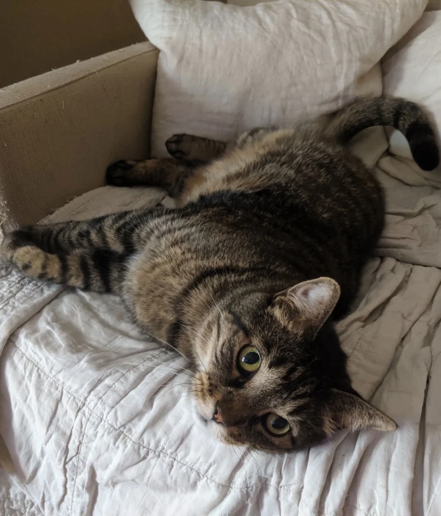 Western Skies Veterinary - In Home Pet Euthanasia|Memorials