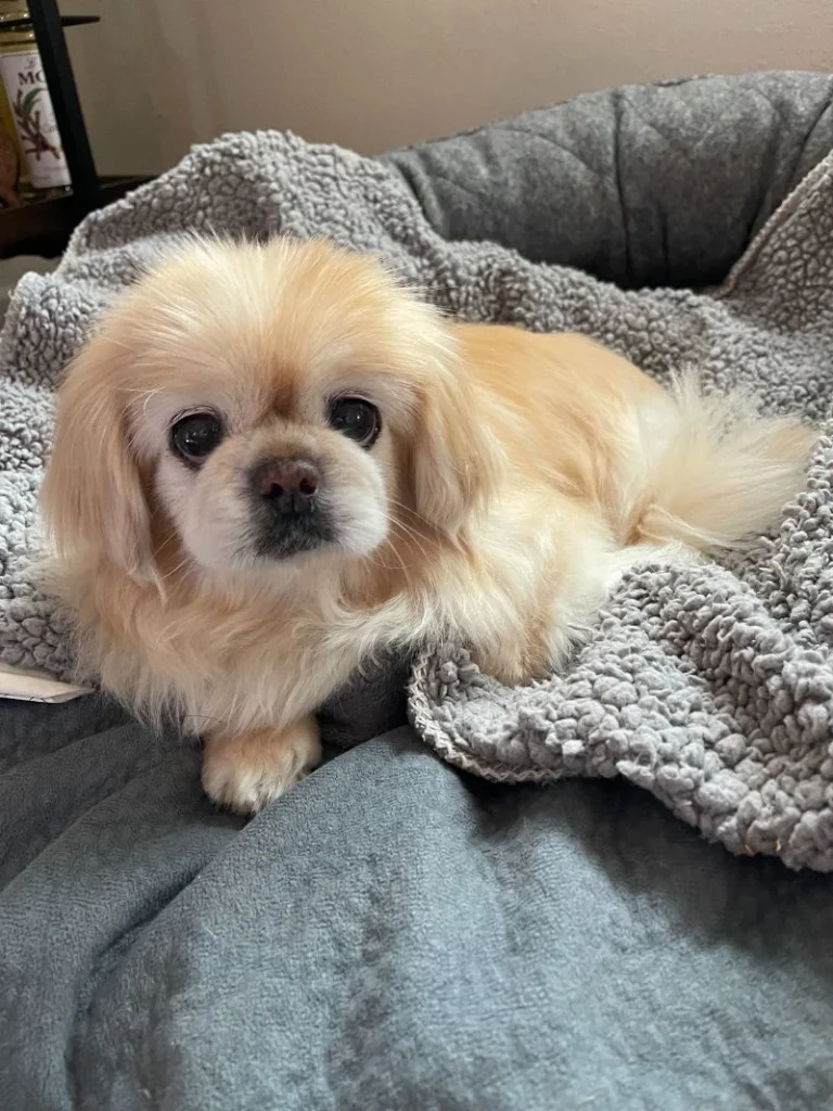 Western Skies Veterinary - In Home Pet Euthanasia|Memorials