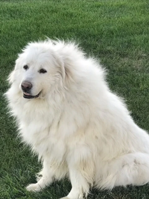 Western Skies Veterinary - In Home Pet Euthanasia|Memorials