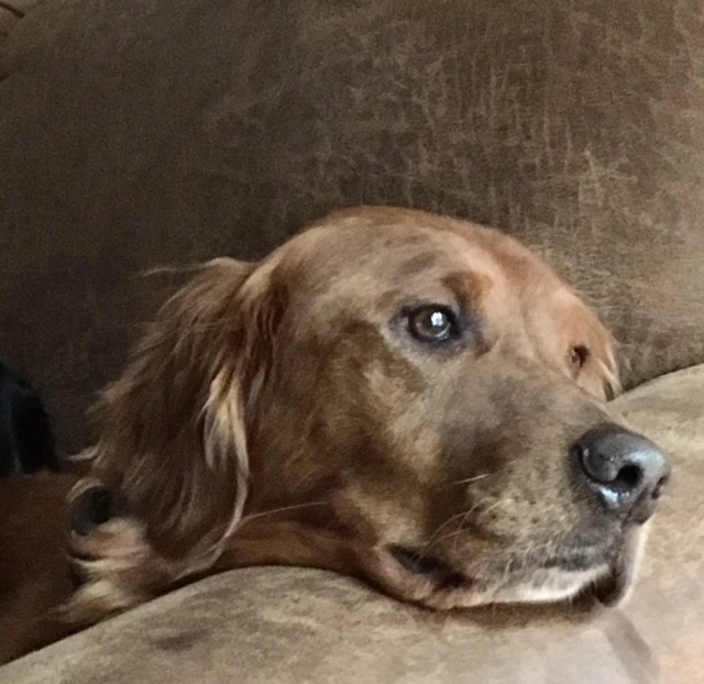 Western Skies Veterinary - In Home Pet Euthanasia|Memorials
