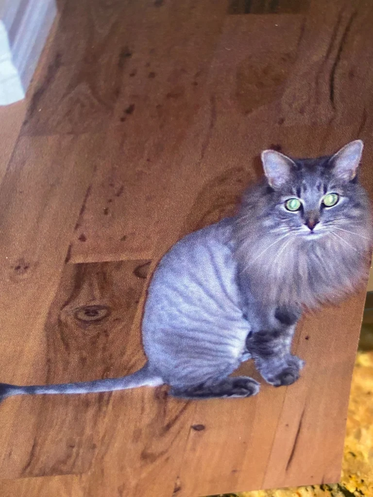 Western Skies Veterinary - In Home Pet Euthanasia|Memorials
