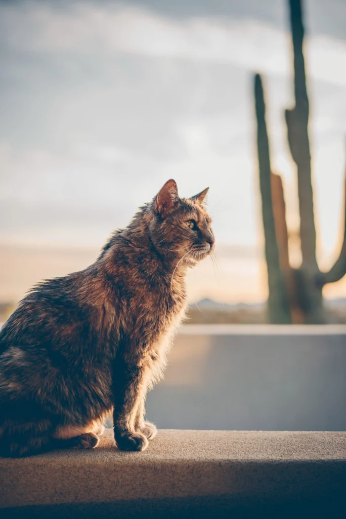 Western Skies Veterinary - In Home Pet Euthanasia|Memorials
