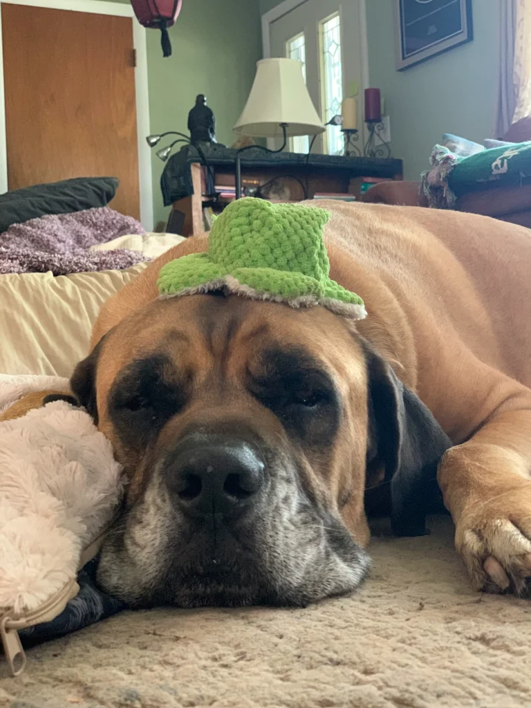 Western Skies Veterinary - In Home Pet Euthanasia|Memorials